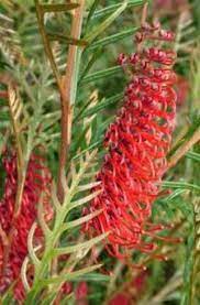 Grevillea Robin Hood 5lt