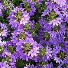 Scaevola Purple Fanfare 140mm