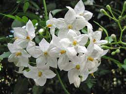 Solanum Jasminoides 140mm