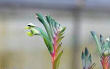 Kangaroo Paw Celebrations Fireworks