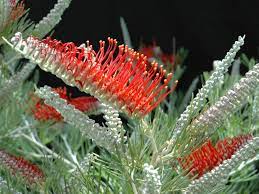 Grevillea Scarlet Moon