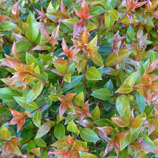 Syzygium Orange Twist 5lt