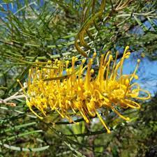 Grevillea Yamba Sunshine 4lt