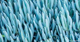 Senecio Blue Chalk