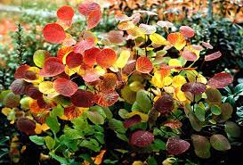 Cotinus Golden Spirit Smokebush 20cm