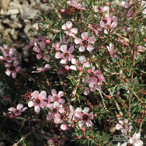 Leptospermum Pink Cascade 175mm