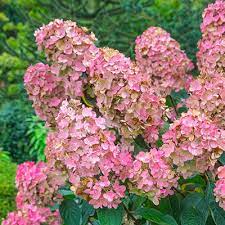 Hydrangea Pink Diamond 20cm