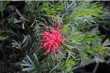 Grevillea Thelmanniana Green Gem