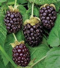 Rubus Ursinus X Idaeus Boysenberry 140mm