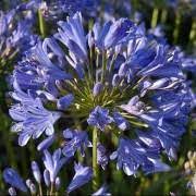 Agapanthus Sea Storm 170mm