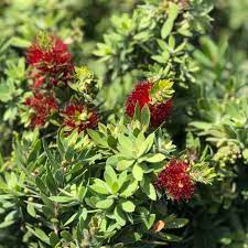 Callistemon Better John 14cm