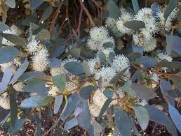 Eucalyptus Utilis