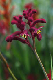 Kangaroo Paw Bush Joker