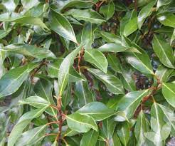 Viburnum Awabuki 200mm