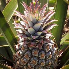 Pineapple Pure Gold 140mm