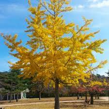 Ginkgo Biloba Maidenhair Tree