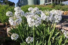 Agapanthus Queen Mum 5lt