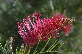 Grevillea Red Coral 200mm