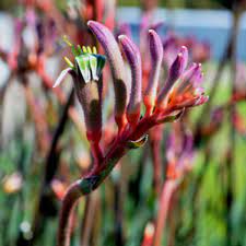 Kangaroo Paw Kings Park Royale