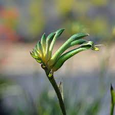 Kangaroo Paw Aussie Spirit 17cm