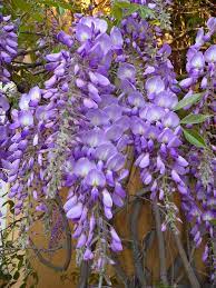 Wisteria Sinensis 5lt