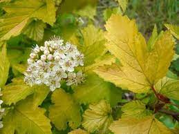 Physocarpus Opulifolius Green Ninebark 200mm