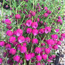 Boronia Plum Bells 170mm