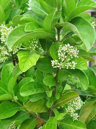 Viburnum Odaratissium 180ml