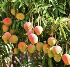 Alphonso Mango 18lt