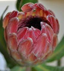 Protea Susannae