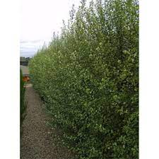Screen Master – Bigga Trees
