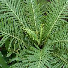 Blechnum Silver Lady 140mm