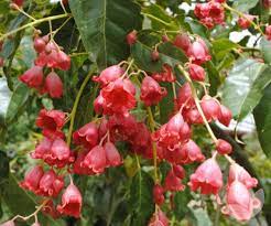 Brachychiton Jerilderie Tree 30lt