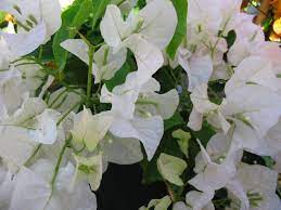 Bouganvillea Penelope