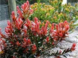 Callistemon Red Rocket 140mm