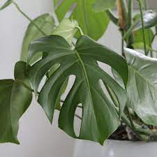 Monstera Deliciosa 170mm