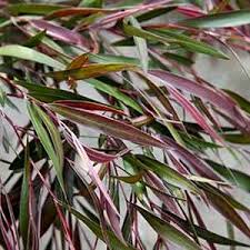 Agonis Flexuosa Burgundy