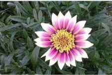 Gazania Montezuma 140mm