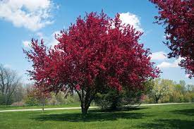 Malus Ioensis Rubra 330mm