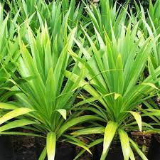 Cordyline Kaspar green