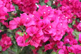 Bouganvillea Magenta Glory