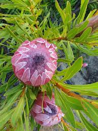 Protea Cherith