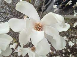 Magnolia Ioebneri Merrill 140mm