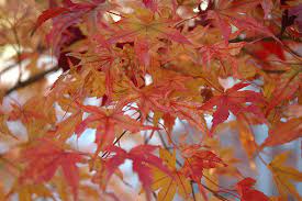 Acer Palmatum Butterfly 250mm