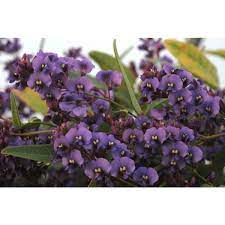 Hardenbergia Purple Spray 5lt