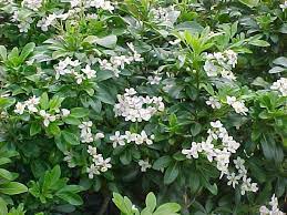 Mexican Orange Blossom 200mm