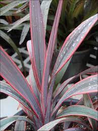 Dianella Rainbow Twist 5lt