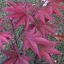 Acer Palmatum Emperor 1 50lt