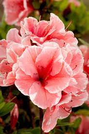 Azalea Encore Sunburst 17cm