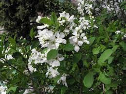 Exochorda Snow White